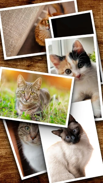 Colagem de seis fotos de gatos espalhadas e bem inclinadas sobre fundo de madeira